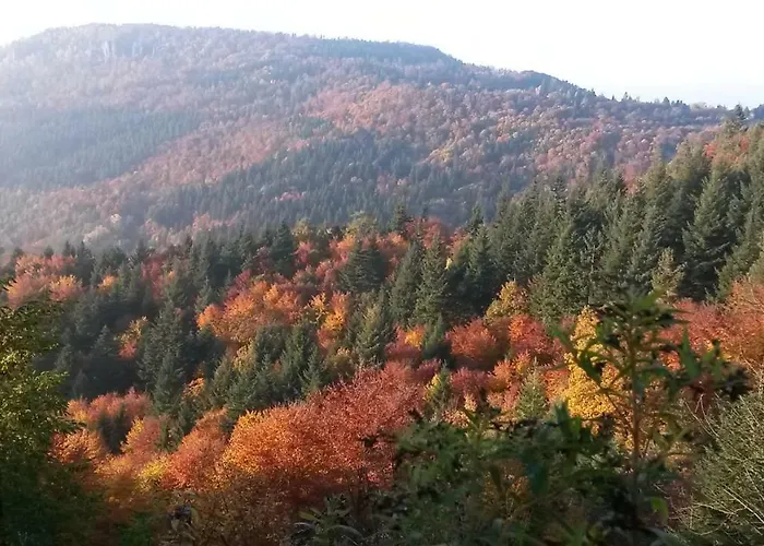 إيكاتارينا شقة *